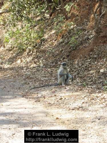 Langur, Maharashtra, Bombay, Mumbai, India